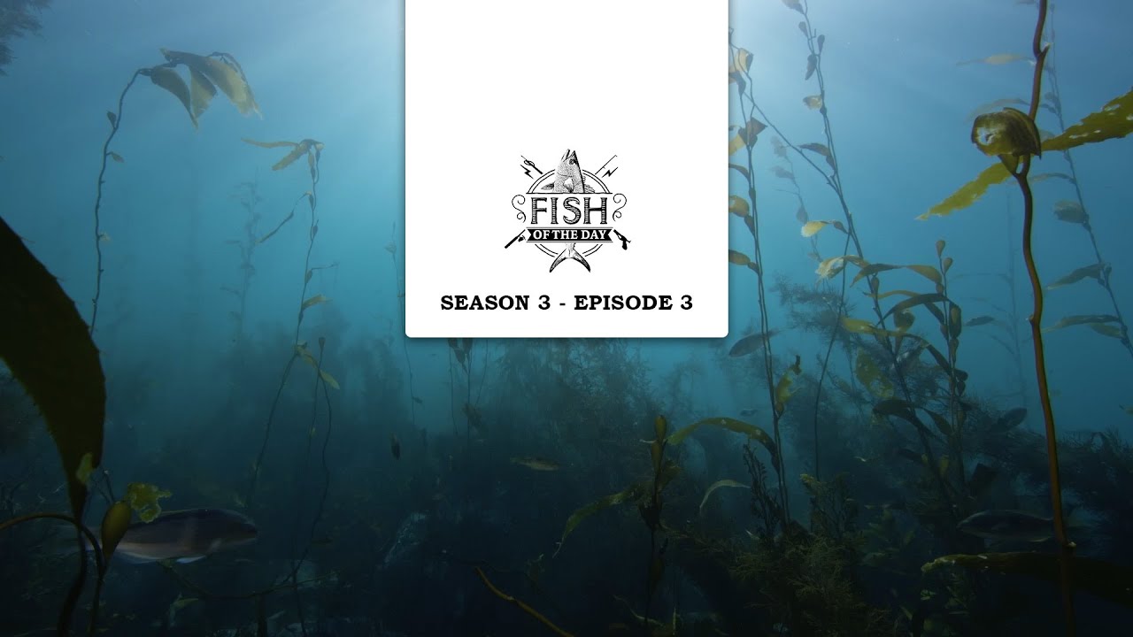 Fish of the Day Saison 3 Episode 3 - &Agrave; la recherche de l&rsquo;or noir des oc&eacute;ans : l&rsquo;ormeau