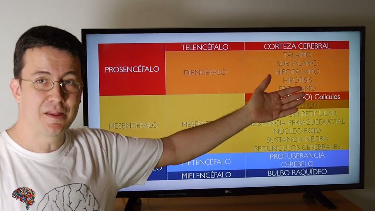EMBRIOLOGÍA SISTEMA NERVIOSO CENTRAL