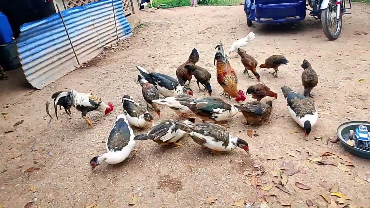Ang dami ano kaya Ang masarap na luto nito