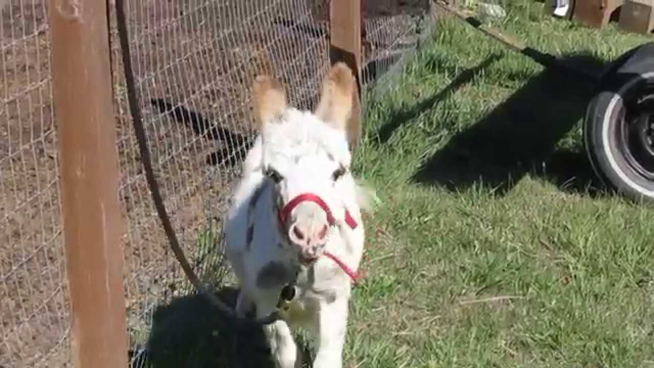 Baby donkey braying for the first time!