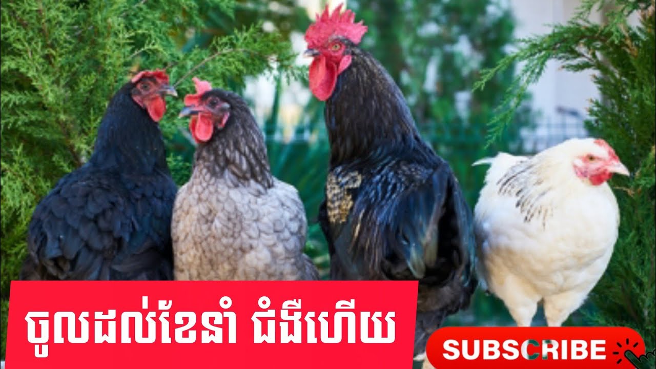 ចូលដល់ខែផ្ទះជំងឺហើយណាបងប្អូនត្រូវមានវិធានការ