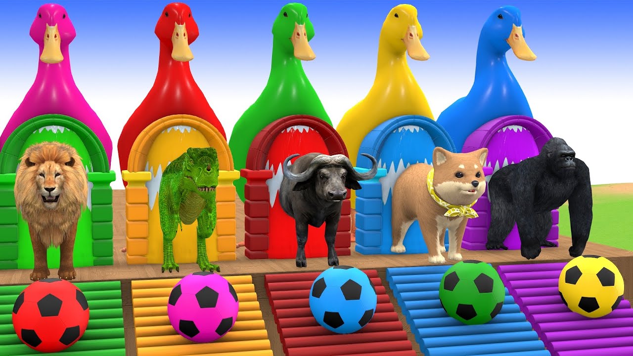 5 Giant Duck Cartoon,Cow,Elephant,Tiger,Lion,Gorilla, Paint Wild Animals Crossing Fountain Animation