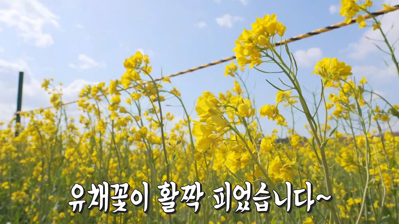 온몸으로 만끽하는 자연! 삼척 여행에서 즐기는 유채꽃 성지★