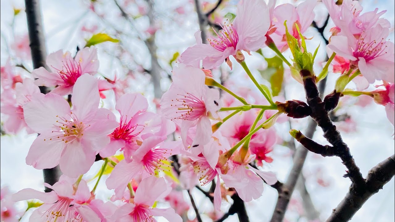 Taiwan's Cherry Blossoms 2023(Random)