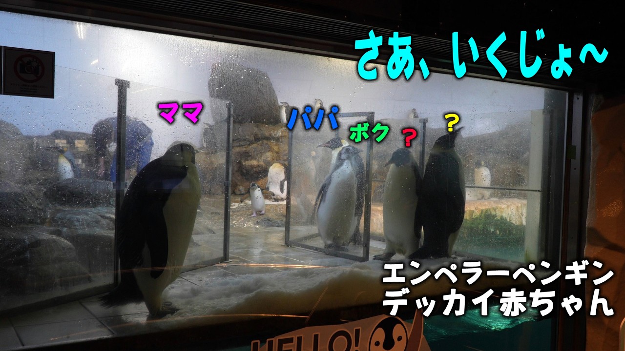 【飼育員さん扉開放】ご一行様が邪魔で脱走出来ない？今日明かされたこの子の好きな魚が意外だった