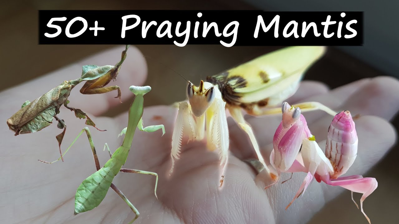 All My Praying Mantis, AGAIN!