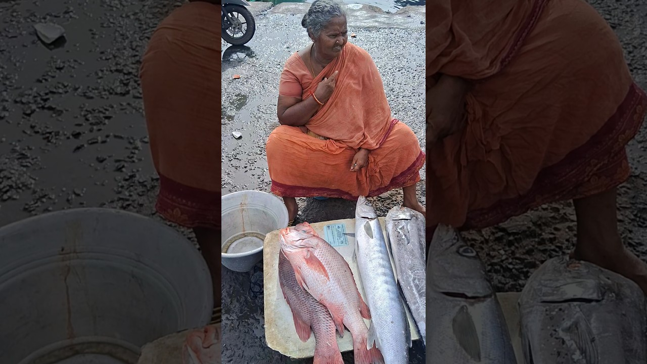 💥🐠 Red Koduva low price | Kasimedu fish market #fish #barramundifish #shorts #trending #viral