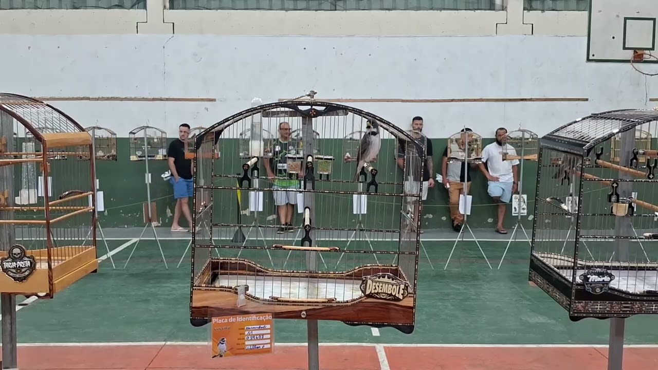 Coleiro já querendo entrar na muda