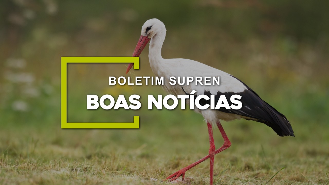Chegaram suas notícias positivas da semana! | Boletim SUPREN Boas Notícias