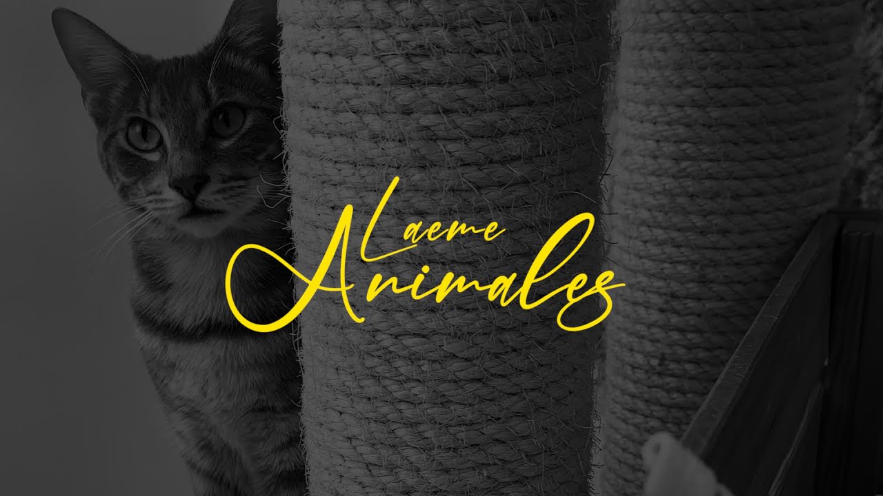 LAEME - Animales (Videoclip Oficial)