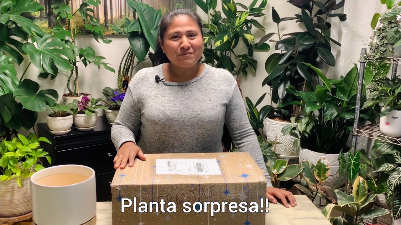 Planta sorpresa!! Compras en Etsy #Anthurium clarinervium