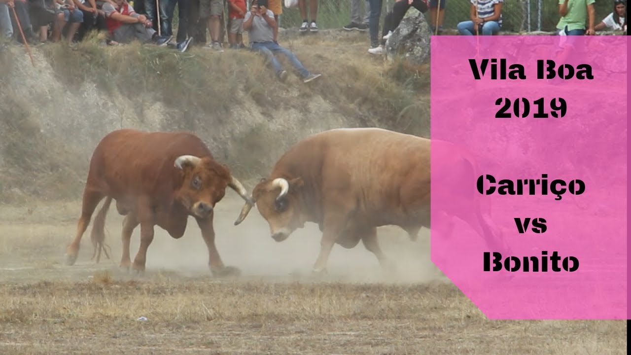 Vila Boa 2019 # Carriço (Urbano de Vila Boa) & Bonito (Aurelino de Vila Boa)