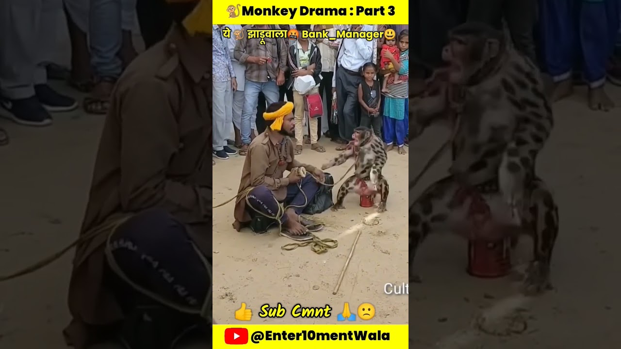 Bank manager## monkey drama #