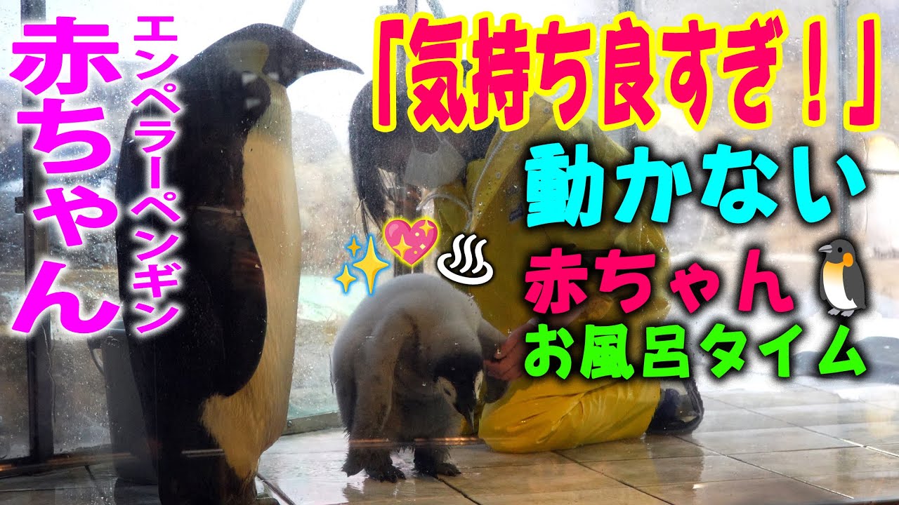 【極楽のお風呂タイムと眺めるパパ】「プロのサービス」 飼育員さんの優しさで 赤ちゃんペンギンが溶けた日