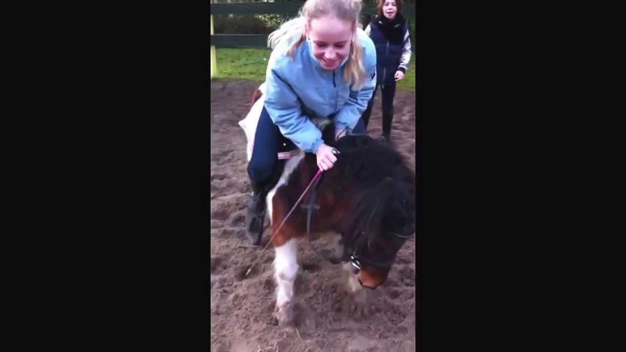 springen met een Shetlander
