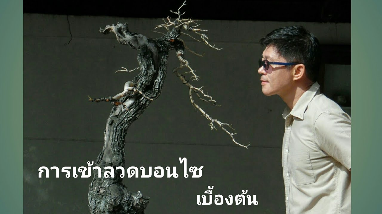 เทคนิคง่ายๆ การเข้าลวดเบื้องต้น บอนไซ ตะโก