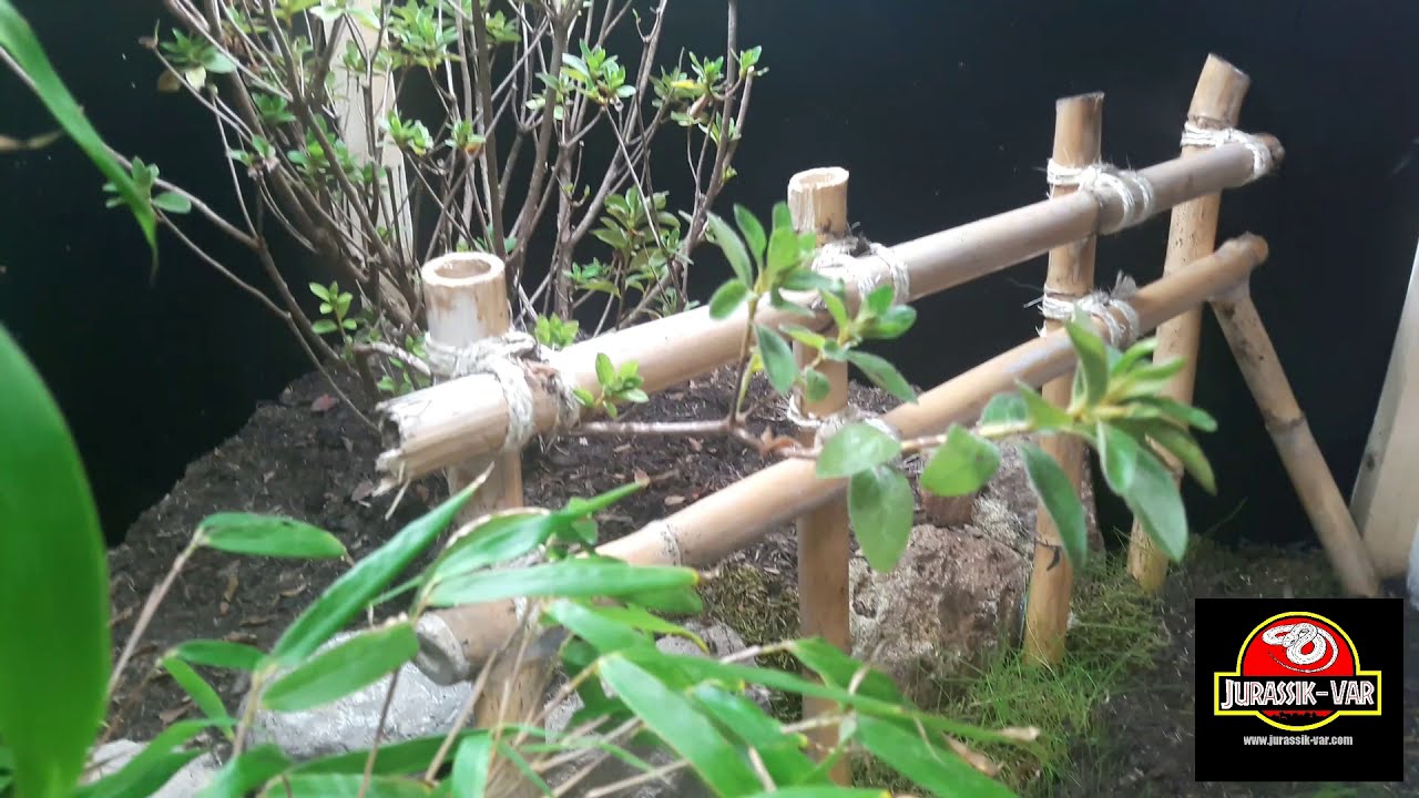 TERRARIUM NATUREL - ELAPHE CARINATA