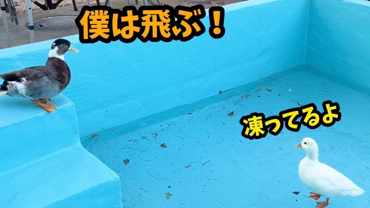 プールが凍っていると知らずにダイブするアヒル２
