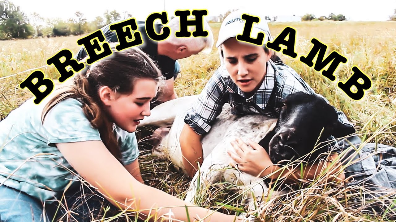 Delivering a Backward & Stillborn Lamb | Lambing