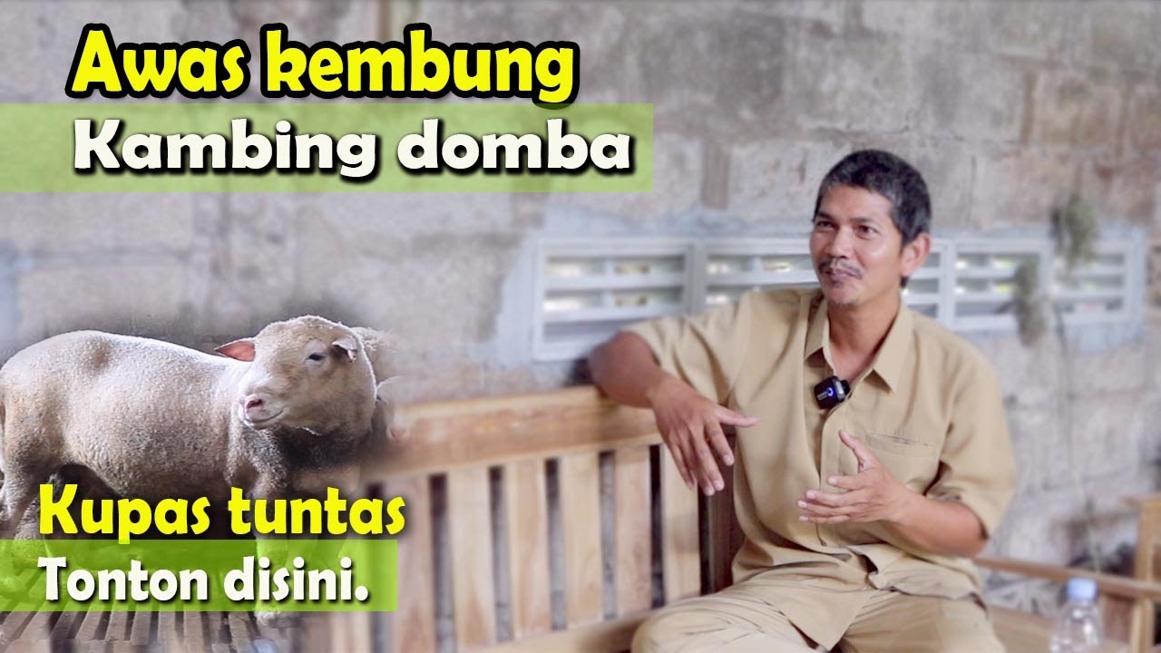 78 Farm Kupas tuntas penyakit kembung pada kambing domba, bersama Drh. Budi Pramono (Part 1)