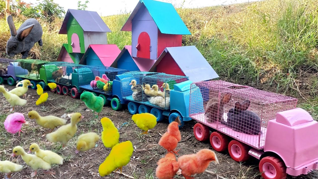 Truk Gandeng Angkut Bebek, Itik, Kelinci Lucu, Marmut, Ayam Warna Warni Dan Ayam Serama