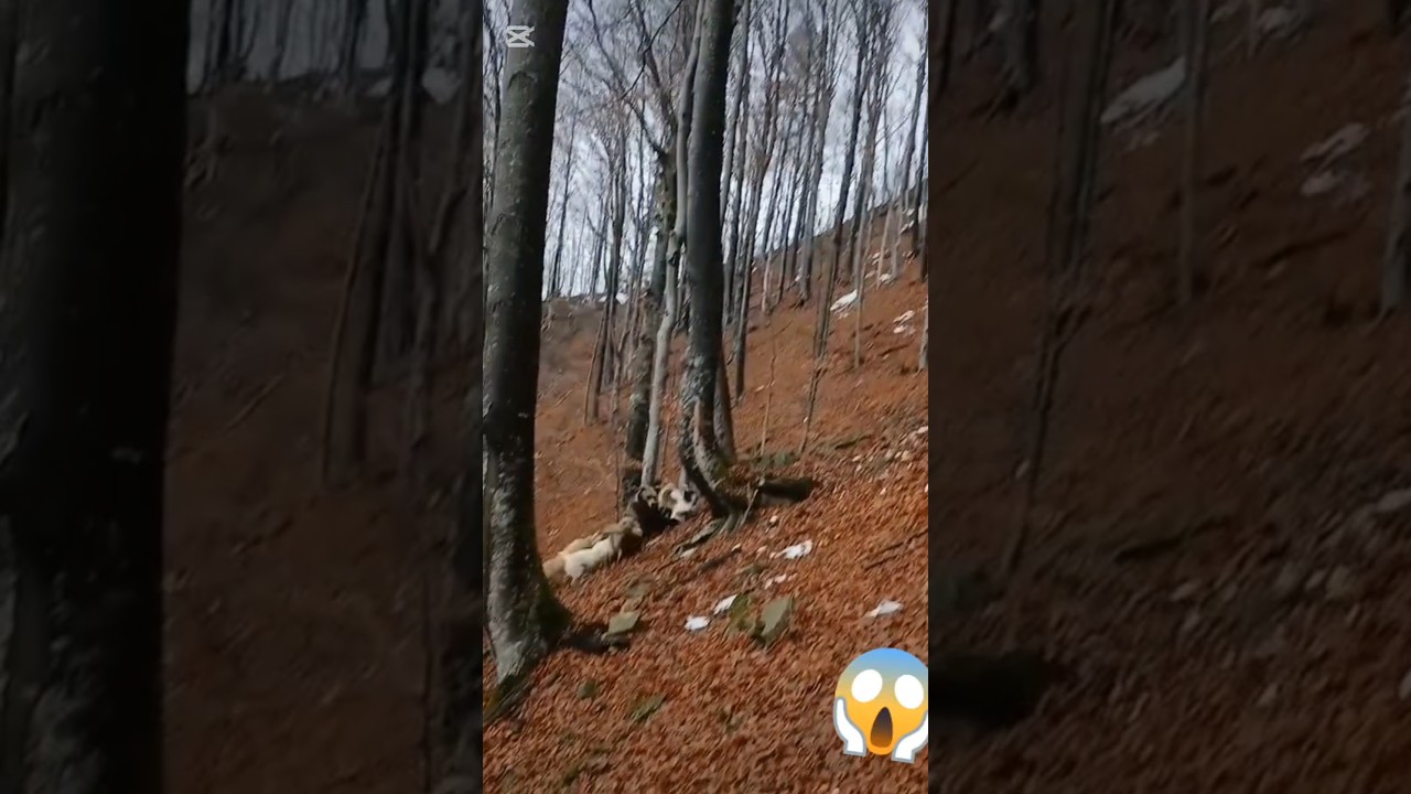 A bear is attacked by a pack of wolves #wolf #bear #wildlife #new