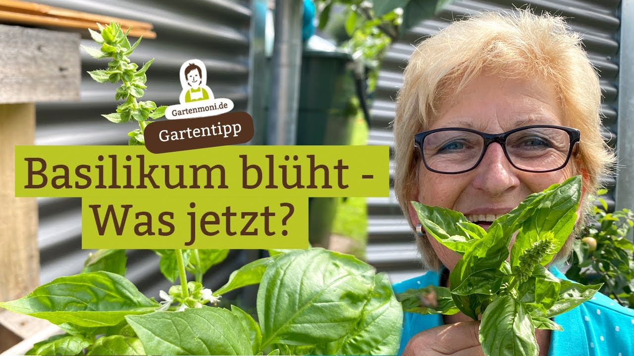 Basilikum bl&uuml;ht - Was mache ich jetzt damit? Ist bl&uuml;hendes Baslikum essbar?