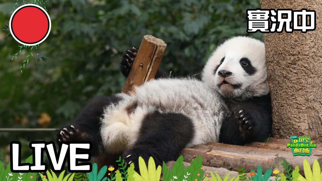 Broadcast: Baby Pandas Of Class 2023's Play Date | iPanda