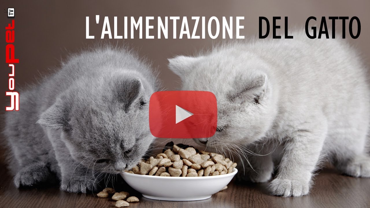 L'alimentazione del gatto