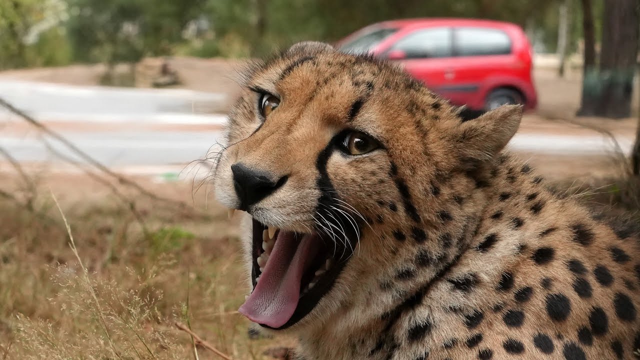Goed nieuws: de cheeta’s zijn terug langs de autosafari! 🐆🚗 #beeksebergen