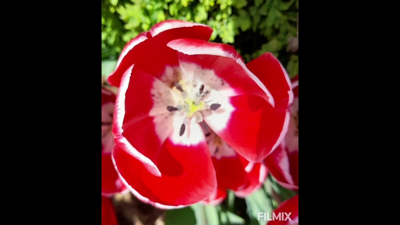End Of Flowers