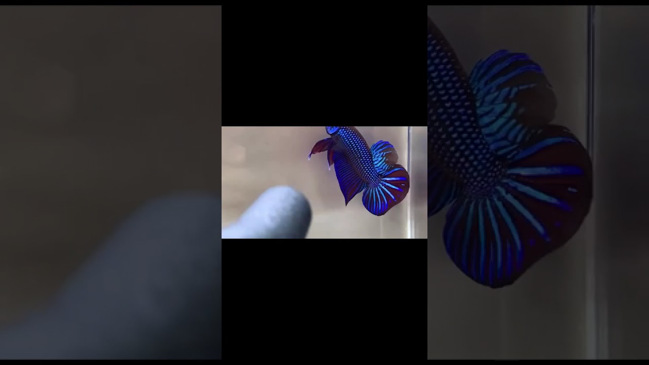 The Most Stunning Betta Fish You've Ever Seen #bettafish #bettafishfight #betta #fish