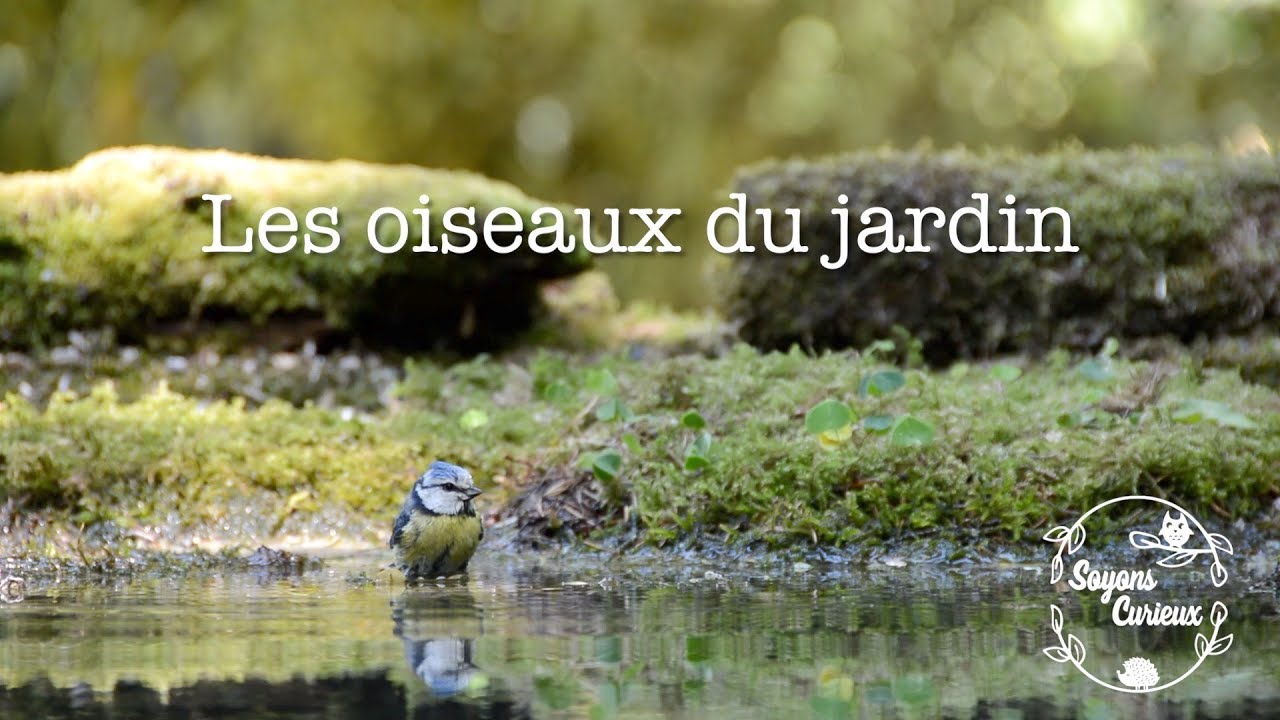 Les oiseaux de nos jardins