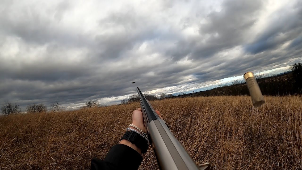 QUICK pheasant hunt with a PUPPY