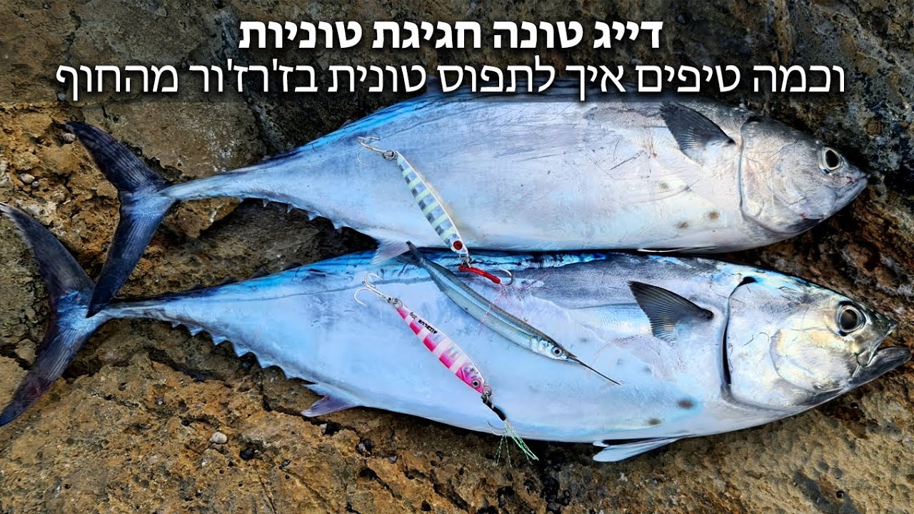 דייג טונה חגיגת טוניות וכמה טיפים איך לתפוס טונית בז'רז'ור מהחוף