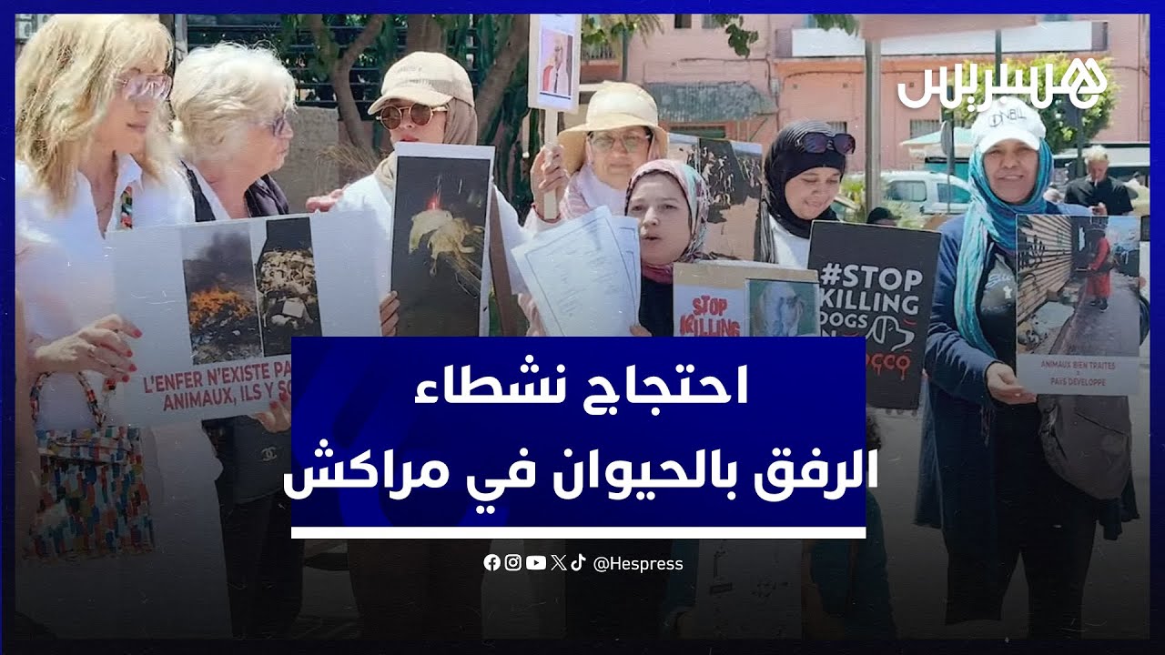 يطالبون بتوفير ملاجئ للحيوانات الضائعة.. نشطات الرفق بالحيوان يحتجون ضد ممارسات جماعات جهة مراكش
