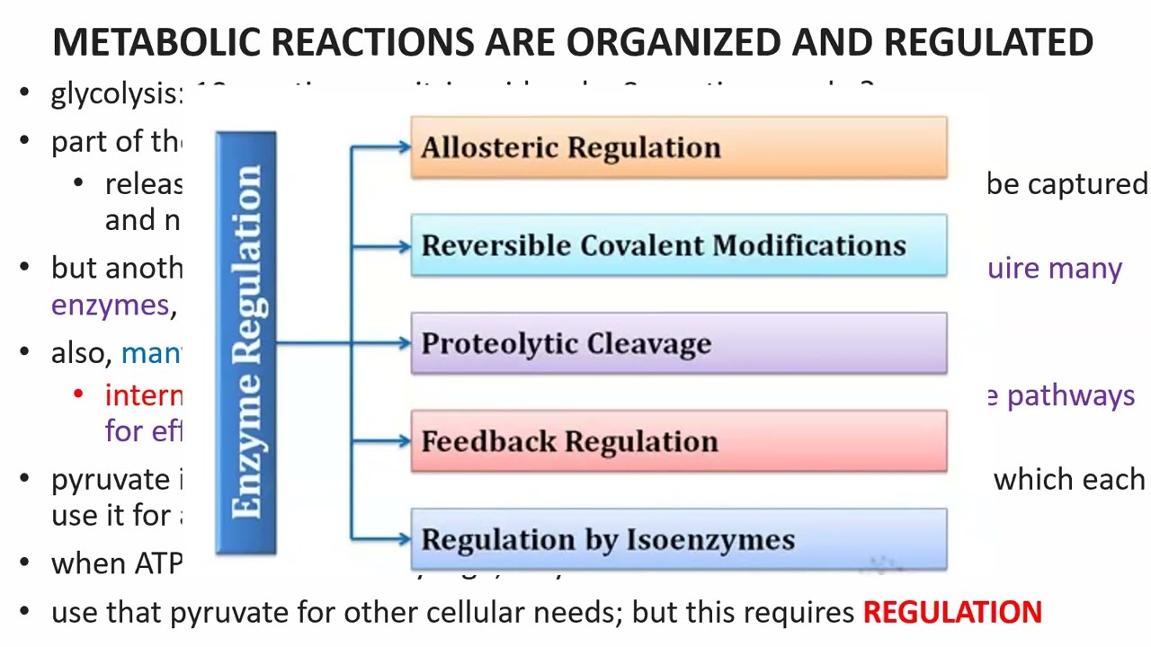 Lecture 9 Regulation of Metabolism Ch 13 Pt 2
