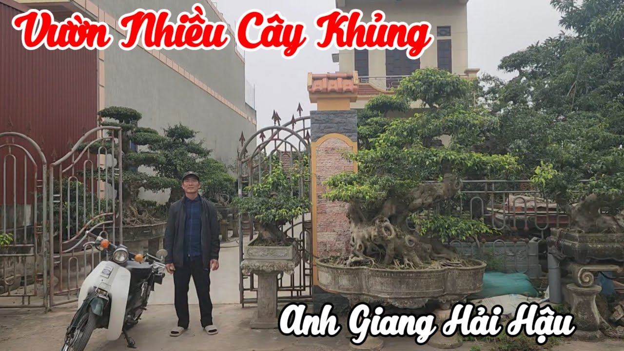 Thăm gia viên toàn Cây Khủng của anh Nguyễn Giang Hải Hậu Nam Định 