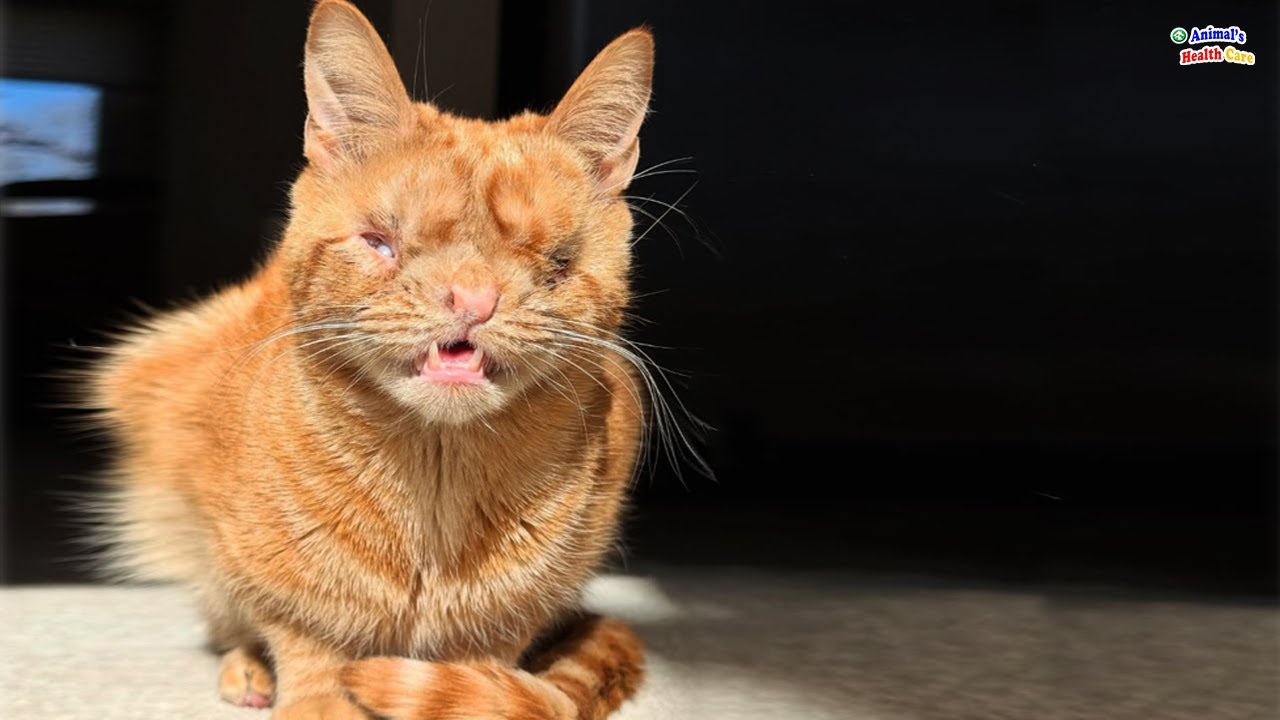 Never received love since birth, deformed kitten shed tears when finding real mother