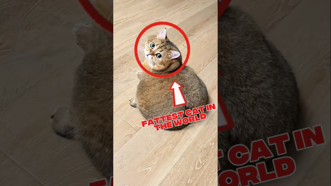 Before & After)This Cat’s Weight Loss Journey Will Shock You 🐱💪