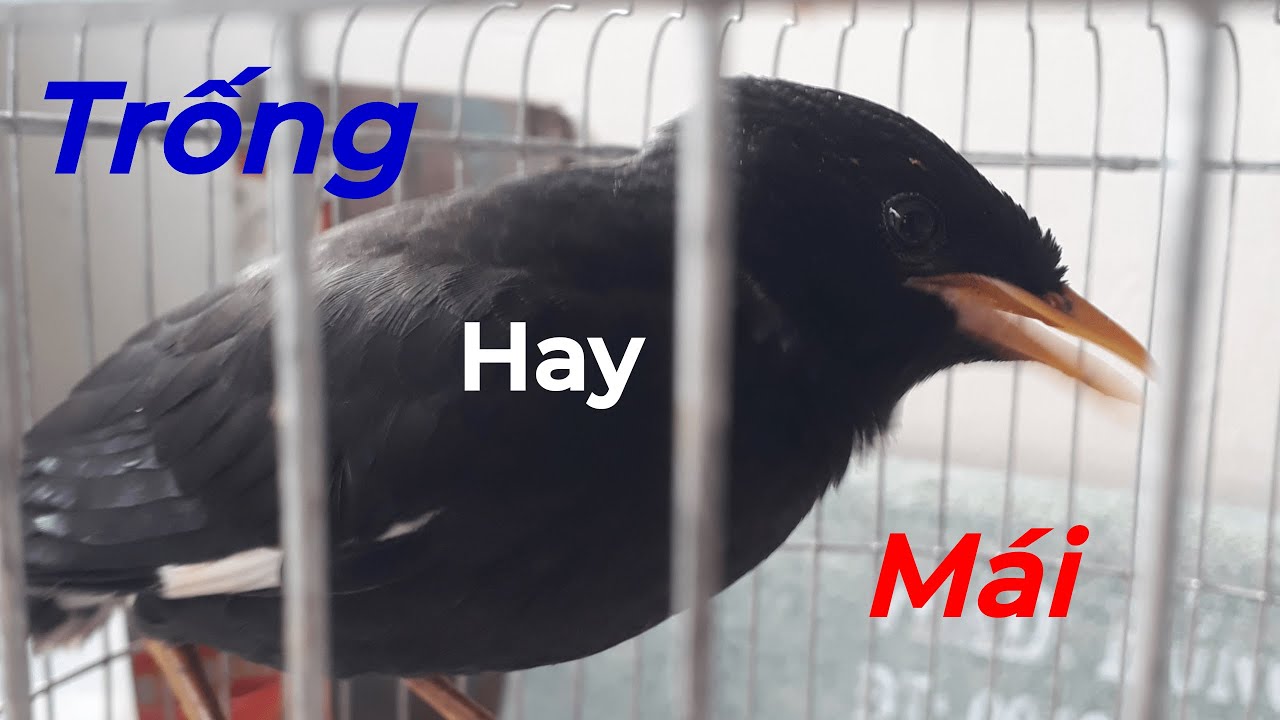 Cách Nhận Biết Trống hay Mái. Sáo đen ( trâu)