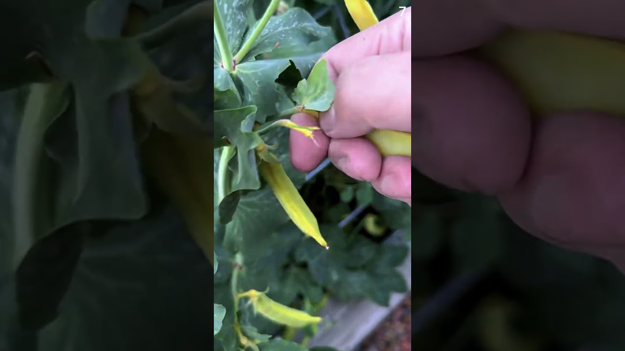 pertanian desa memanen kacang kedelai dengan hasil yang memuaskan #shorts