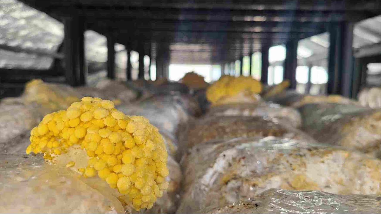 Лучший способ выращивания желтых вешенок