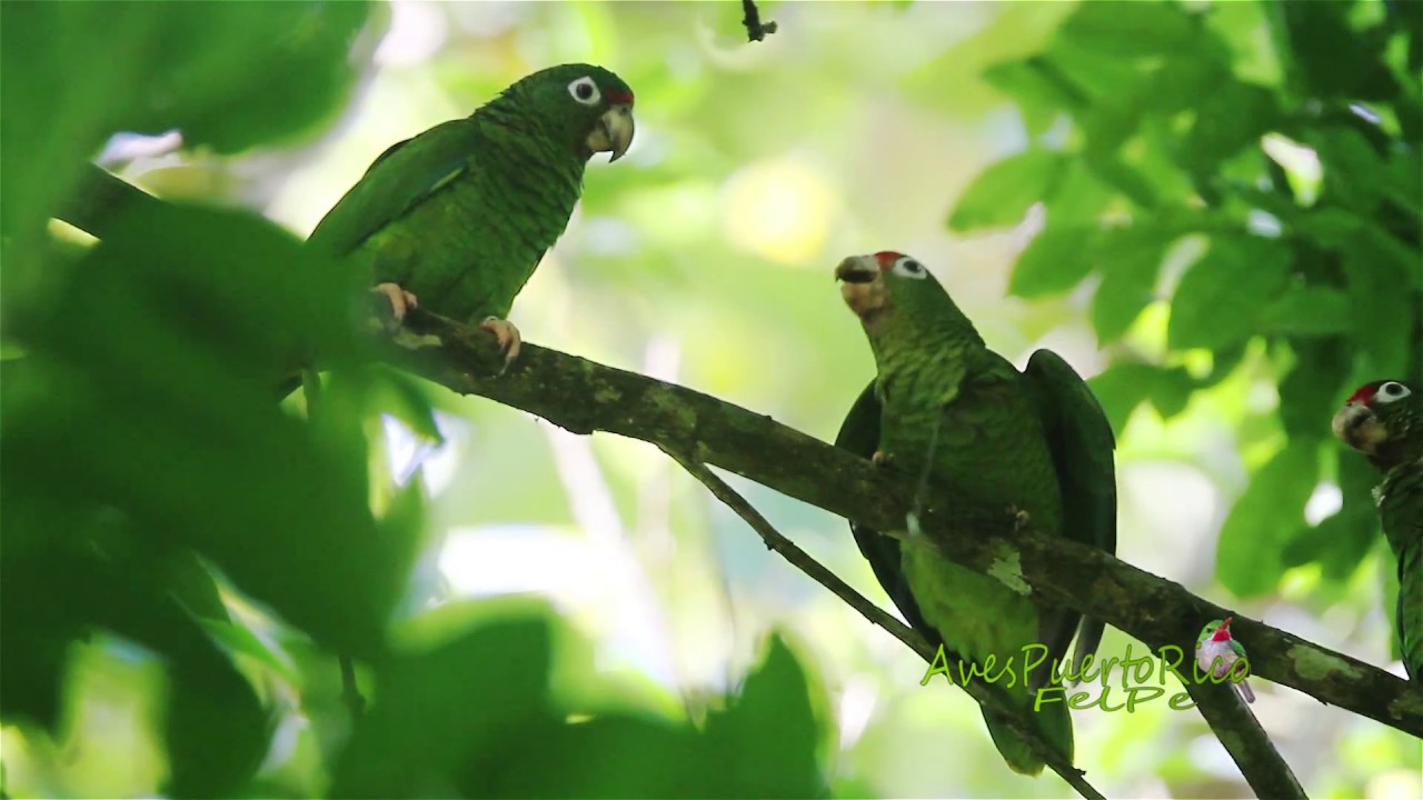 COTORRA PUERTORRIQUE&Ntilde;A SILVESTRE alimentando cr&iacute;a (Puerto Rican Parrot, Amazona vittata) End&eacute;mica