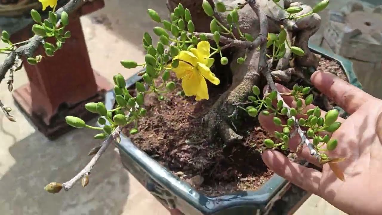 Chăm sóc mai gần tết, cách chăm bông nở to đều đẹp