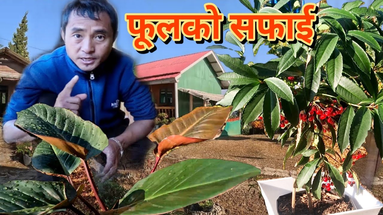 Plants हरुलाई कसरी हेरचाह गर्ने🤔आउनुहोस् मेरो घरको🌳 plantsहरु कस्तो अवस्थामा छ🤔हेरौं #flowers#plants