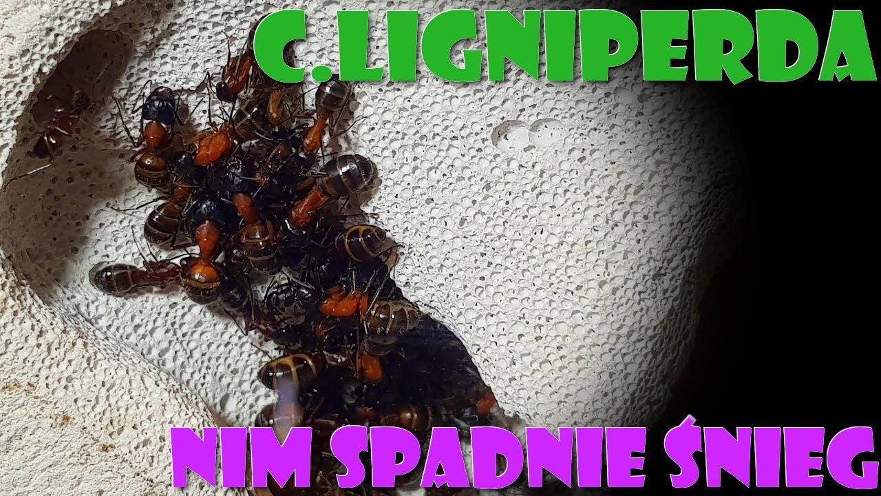 [Mrówki] Camponotus ligniperda- nim spadnie śnieg