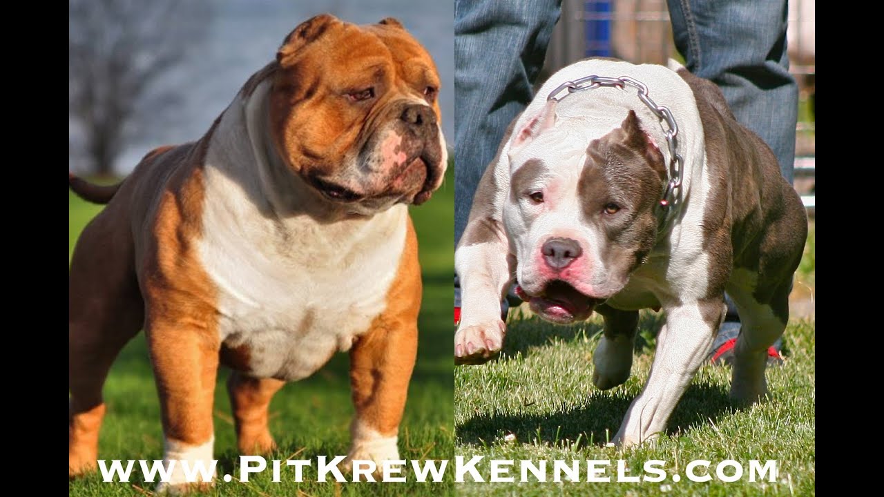Masterpiece X Absolut Razors Edge American Bully Pitbull Puppies at 3.5 Weeks Old
