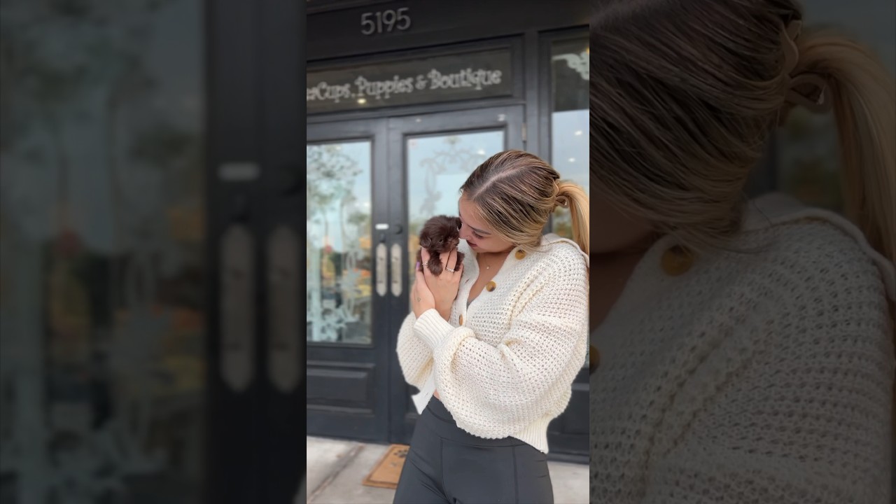 JUST IN! The absolute SWEETEST imperial Shih Tzu puppy! 