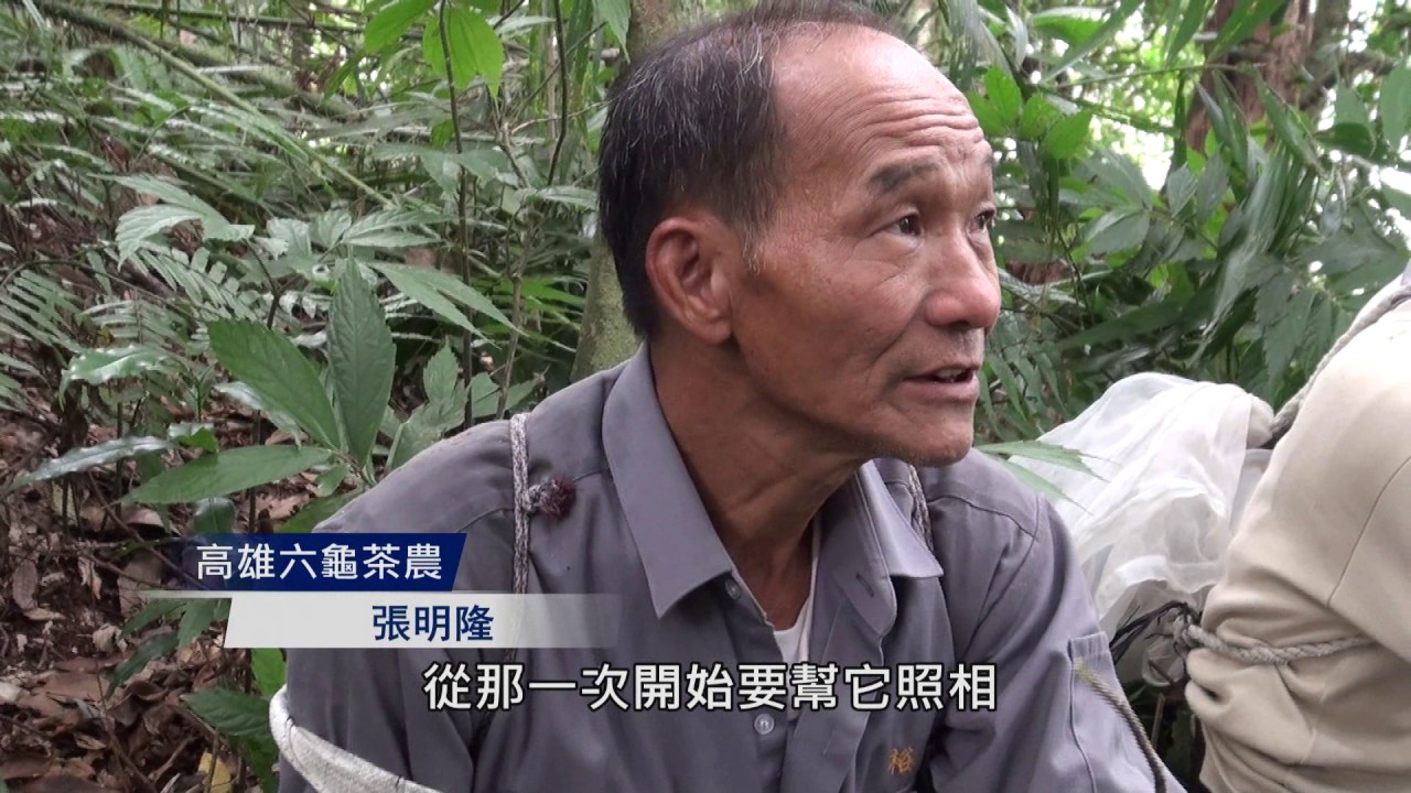 探索〝台灣原生古茶樹〞